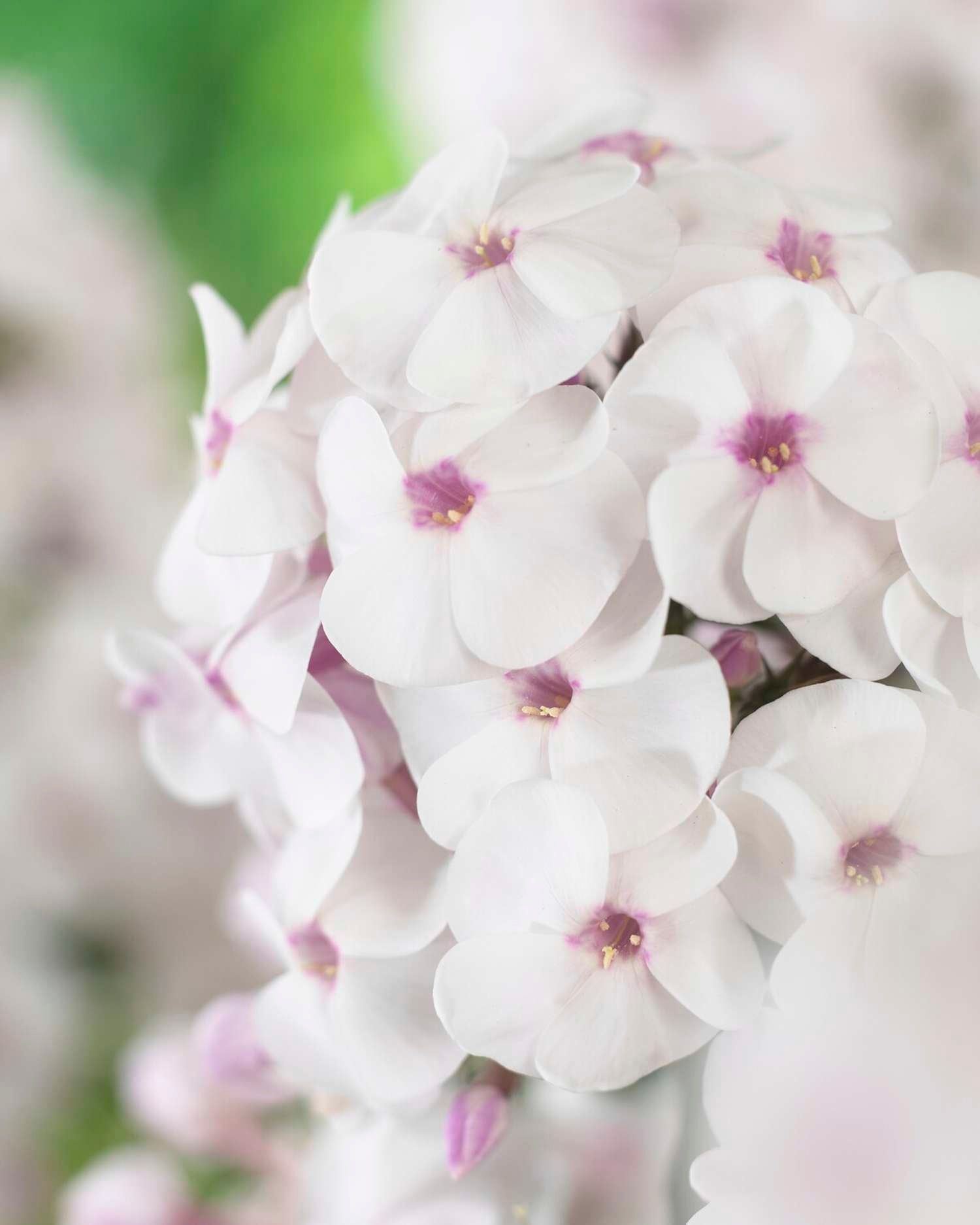 Flammenblume ‘Ice Cream’